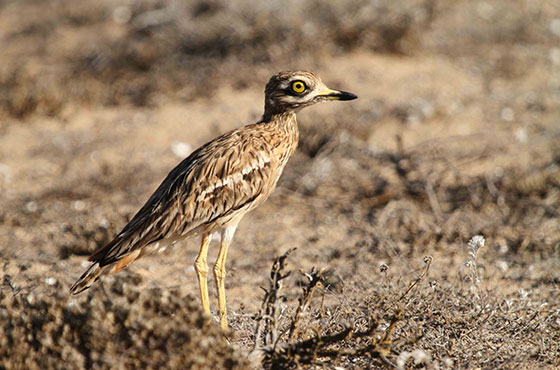 Endangered Birds in More Danger Courtesy of Saudi Royal Hunt